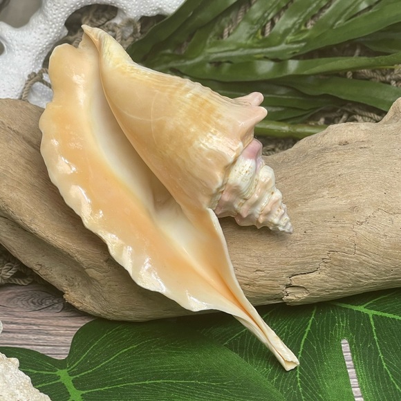 Unique Rare Rooster Tail Conch Seashell Collector Coastal Nautical Display Shell - Picture 17 of 17